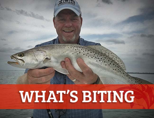 Sarasota Florida Fishing Calendar